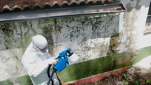 Mold Removal service in Burlington